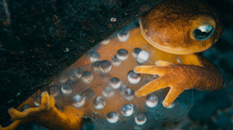 Ein Kalifornischer Gelbbauchmolch bewacht sein Laichpaket. – Bild: Mark Romanov
