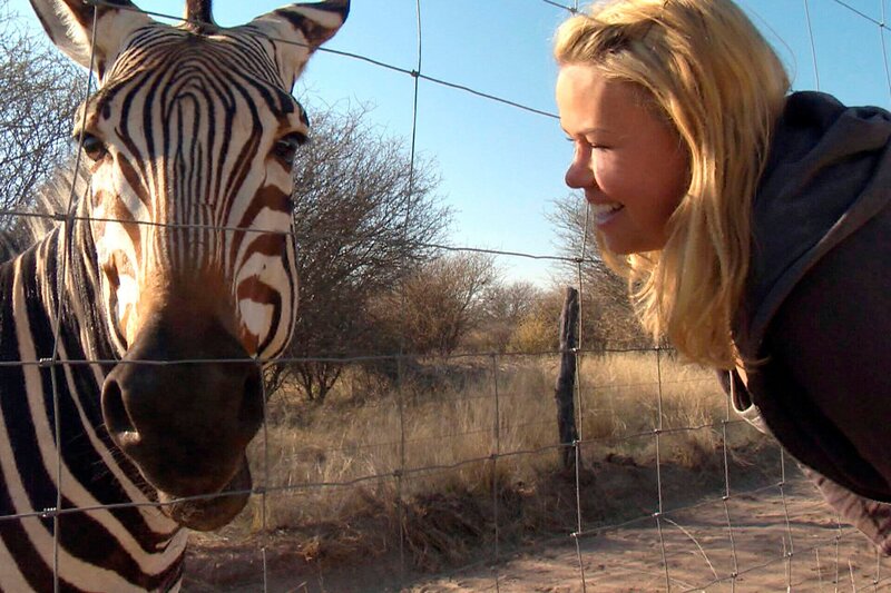 Dieses Zebra musste wieder eingefangen werden. – Bild: SWR