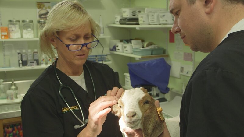 Dr. Dee examines Esther’s ear so that she can be cleared for the petting zoo. – Bild: Discovery Communications
