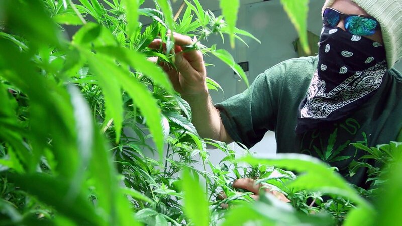 BOSTON, MASS.- ‚The Farmer‘ (East Coast Grower) and marijuana plants. (Photo Credit: National Geographic Channels/​GIOVANNI ULLERI) – Bild: National Geographic Channels /​ GIOVANNI ULLERI