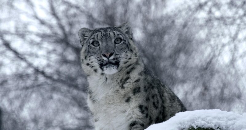 Schneeleopard – Bild: RTL/​ © Terra Mater Factual Studios /​ Ammonite Films /​ Martin Dohrn