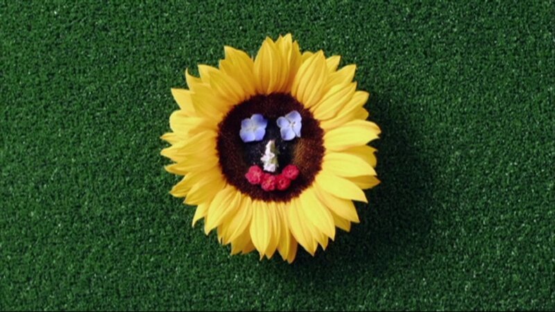 Knallgelbe Sonnenblumen tanzen über den grünen Rasen und veranstalten ein Wettrennen. – Bild: WDR/​Die Sendung mit dem Elefanten