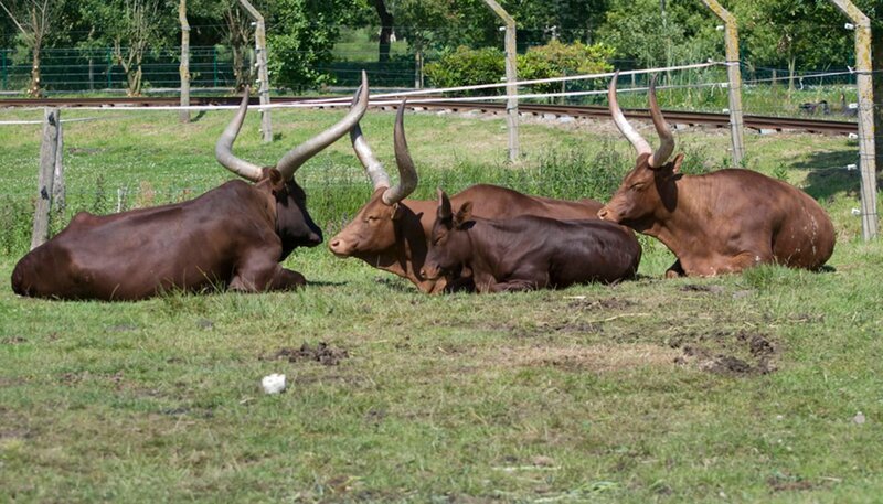 Watussirinder im Jaderpark. – Bild: Radio Bremen/​Volkmar Struessmann