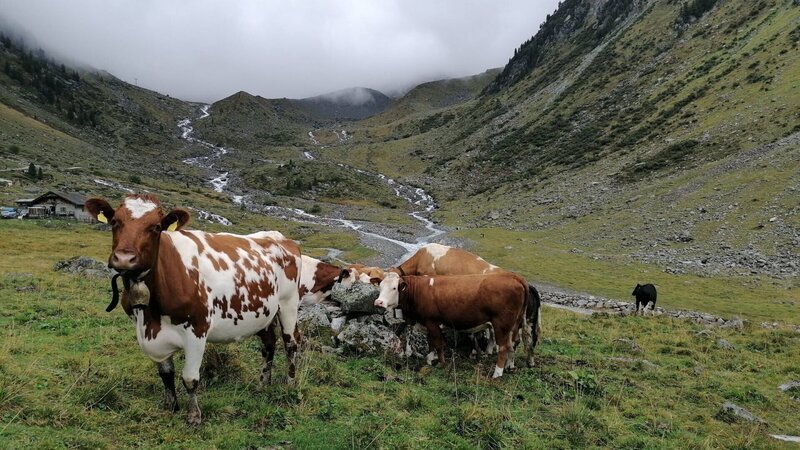 Seit Jahrhunderten schon bringen Bauern aus dem Südtiroler Ahrntal ihre Rinder ins salzburgische Pinzgau, wo sie seit jeher Weide- und Besitzrechte haben. Diese Tiere finden saftiges Gras auf der 1.800 Meter hoch gelegenen Innerkeesalm. – Bild: ZDF und BR/Brigitte Kornberger Seit Jahrhunderten schon bringen Bauern aus dem Südtiroler Ahrntal ihre Rinder ins salzburgische Pinzgau, wo sie seit jeher Weide- und Besitzrechte haben. Diese Tiere finden saftiges Gras auf der 1.800 Meter hoch gelegenen Innerkeesalm. – Bild: ZDF und BR/Brigitte Kornberger