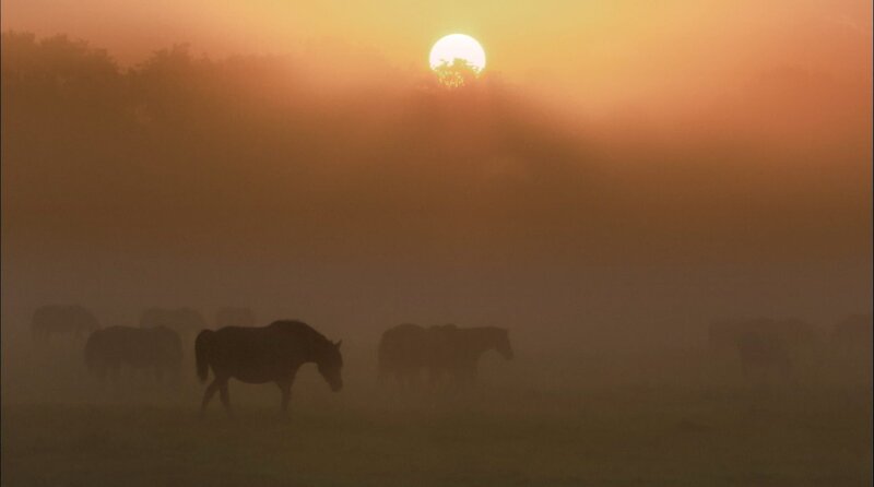 Rund 400 Tiere umfasst die Herde der Dülmener Wildpferde in Nordrhein-Westfalen. – Bild: WDR/​Light & Shadow GmbH/​Christian Baumeister
