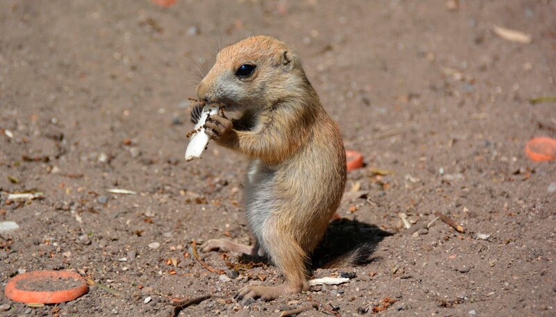 Präriehundenachwuchs im Jaderpark. – Bild: Radio Bremen/​Volkmar Struessmann