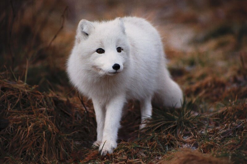 Der Eisfuchs, auch Polarfuchs, Schneefuchs oder Weißfuchs gennant, lebt vor allem in der Tundra. – Bild: BR
