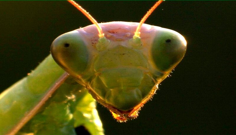Die Gottesanbeterin gehört zu den so genannten Fangschrecken. Im Mittelmeerraum besiedelt sie viele unterschiedliche Lebensräume. In Deutschland ist sie auf besonders sonnige „Wärmeinseln“ angewiesen. – Bild: NDR/​Klaus Weißmann