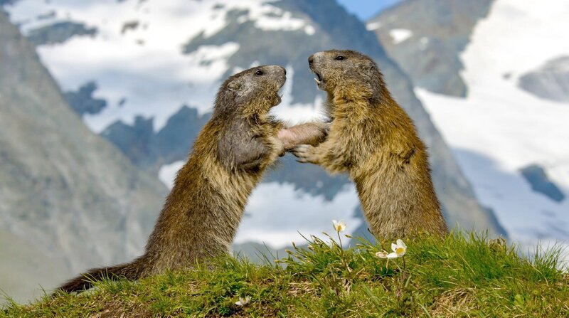 In Höhen wo Schnee das ganze Jahr über liegt, müssen Murmeltierkinder schnell erwachsen werden. – Bild: BR/​NDR/​TERRA MATER FACTUAL STUDIOS/​Wild Nature Film