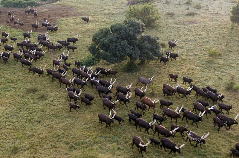 Das Watussirind ist das vielleicht berühmteste Nutztier Afrikas. Diese durch Kreuzung entstandene Rinderrasse ist mehr als 5.000 Jahre alt. – Bild: Marius Van Graan