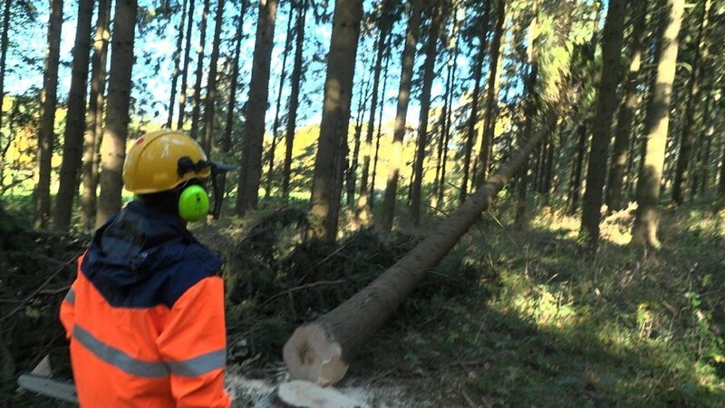 Dennis fällt einen Baum mit der Kettensäge. – Bild: Axel Glück