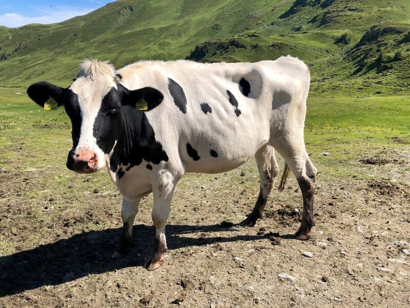 Kuh auf der Sintersbach-Alm. – Bild: ORF/​EMB/​Wolfgang Niedermair