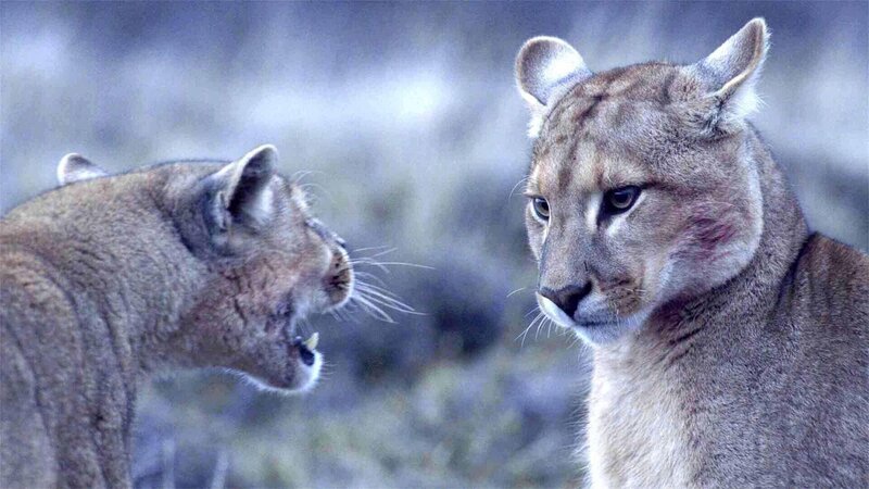 Zwei Pumas stehen einander gegenüber und starren sich an. Diese soziale Interaktion ist für Katzen typisch. Das Verbreitungsgebiet des Pumas liegt in Nordamerika – hauptsächlich in Florida und den Rocky Mountains – sowie in Südamerika, wo er in den Bergregionen der Anden heimisch ist. – Bild: RTL/​ © Terra Mater Factual Studios /​ Ammonite Films /​ Martin Dohrn