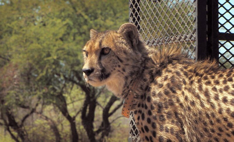 Mit dem Auto wird der Gepard Atheno in die Lifeline, die Auswilderungszone, gebracht. – Bild: SWR/​Harald Mittermüller