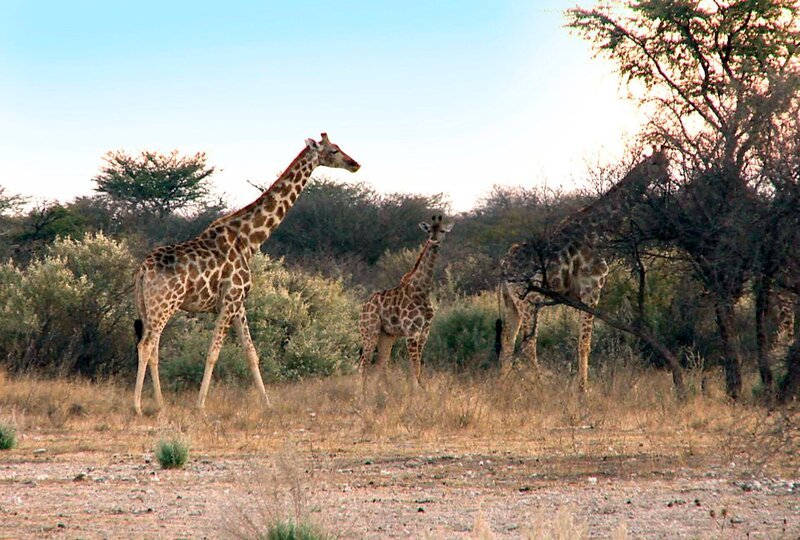 Ein seltener Anblick auf Harnas sind die scheuen Giraffen. – Bild: SWR