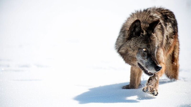 WILDBRUNCH RANCH, IDAHO: Captive wolf stalking through the snow. – Bild: National Geographic Channel