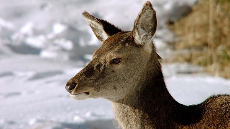 Reh – Bild: xplore