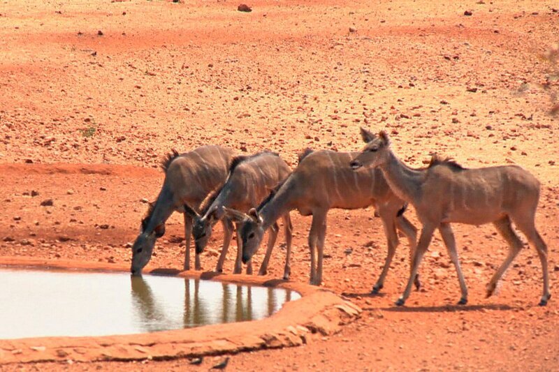 ARD/​SWR DAS WAISENHAUS FÜR WILDE TIERE FOLGE 39, „Abenteuer Afrika“, SWR Dokuserie mit 40 Folgen, deren Schauplatz die Tierrettungsstation „Harnas“ am Rand der afrikanischen Kalahari-Wüste ist. – Bild: SWR