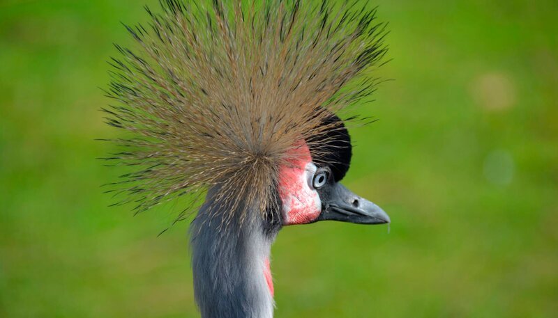 Kronenkranich im Jaderpark – Bild: Radio Bremen/​Volkmar Struessmann