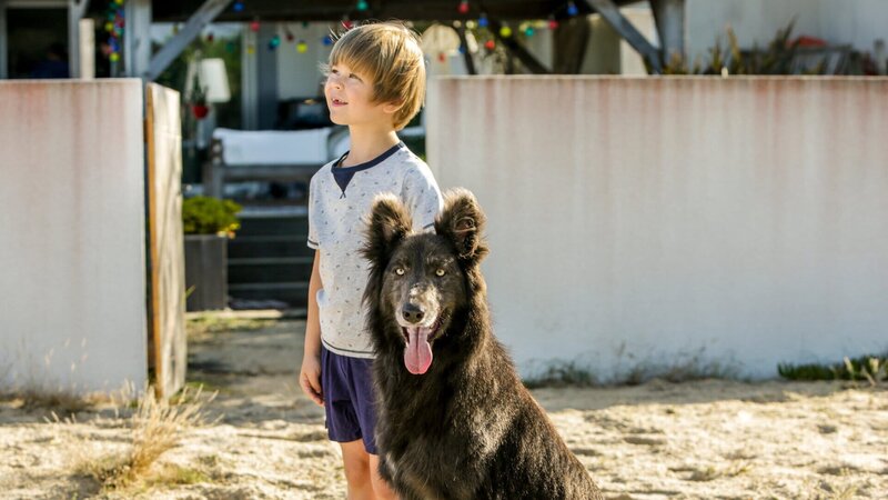 Thomas (Gaël Raes) hat in einem Straßenhund einen neuen Freund gefunden. – Bild: ZDF und Langro Thierry