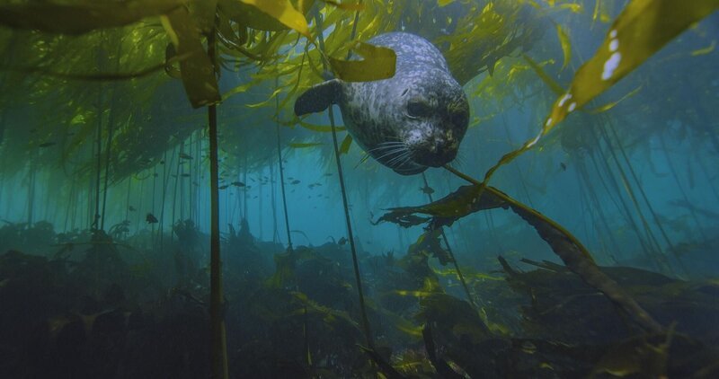 Der Kelpwald der Pazifikküste bietet Seehunden (Phoca vitulina) Schutz vor Haien und Orcas. – Bild: unknown
