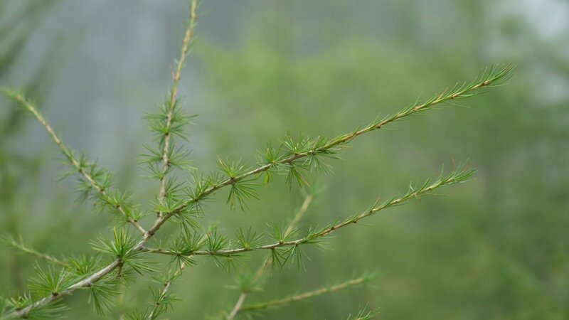 Lärchenzweig mit Nadeln. – Bild: 3sat