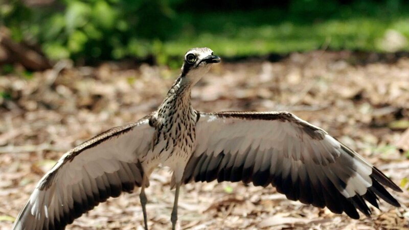 Steinbrachvogel – Bild: RTL /​ Terra Incognita Docs