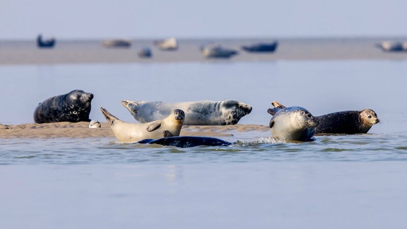 Bild: SRF/​Pond 5 Media Ireland Limited