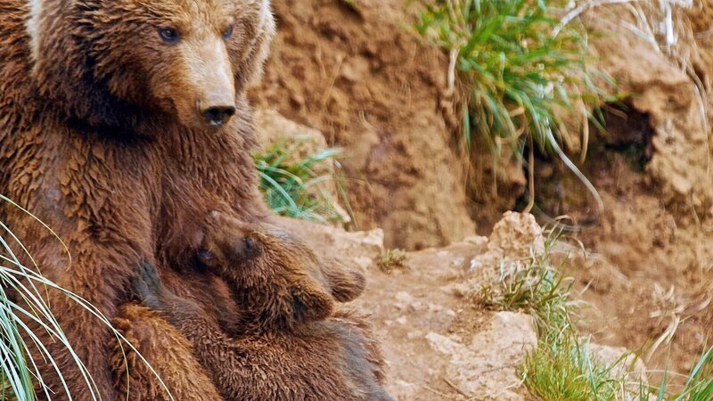 Braunbär-Muttter mit ihrem Jungen +++ Die Verwendung des sendungsbezogenen Materials ist nur mit dem Hinweis und Verlinkung auf RTL+ gestattet. +++ – Bild: RTL / Limonero Films Braunbär-Muttter mit ihrem Jungen +++ Die Verwendung des sendungsbezogenen Materials ist nur mit dem Hinweis und Verlinkung auf RTL+ gestattet. +++ – Bild: RTL / Limonero Films