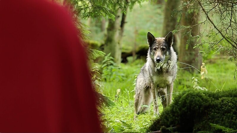 Plötzlich steht Gudrun im Wald vor einem Wolf – beide beobachten sich gegenseitig. – Bild: WDR/​Maramedia/​BBC/​CBeebies