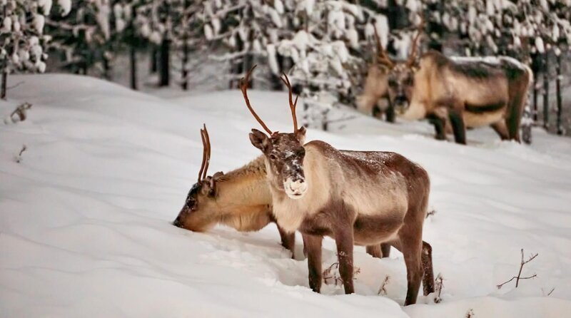Große Rentiere im verschneiten Wald. – Bild: Phoenix /​ Colourbox.de