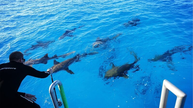 Zitronenhaie. – Bild: Discovery Channel