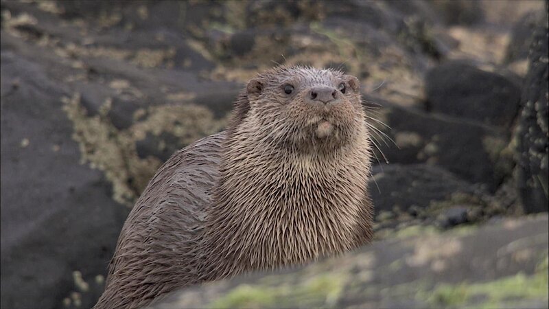 Was kann Gudrun von einem Otter, einem eleganten Schwimmer und geschickten Krabbenjäger lernen? – Bild: WDR/​Maramedia/​BBC/​CBeebies