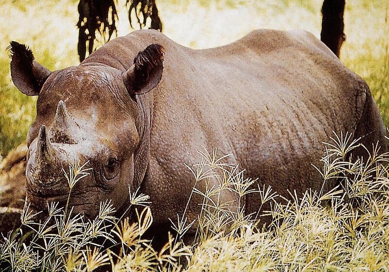 Die Wildhueter vom Chete Park in Simbabwe, Mike Kock und Norman English, bemuehen sich, die Tiere in dramatischen Jagden vor den Wilderern zu schuetzen. – Bild: SF DRS