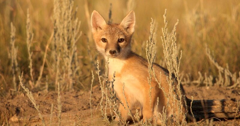 Der Swift-Fuchs war Anfang des 20. Jahrhunderts bereits aus großen Teilen der Prärie verschwunden. Erfolgreiche Wiederansiedlungsprogramme brachten den kleinen Jäger zurück. Die Verwendung des sendungsbezogenen Materials ist nur mit dem Hinweis und Verlinkung auf RTL+ gestattet. – Bild: RTL / © Terra Mater Factual Studios + River Road Films Ltd. Der Swift-Fuchs war Anfang des 20. Jahrhunderts bereits aus großen Teilen der Prärie verschwunden. Erfolgreiche Wiederansiedlungsprogramme brachten den kleinen Jäger zurück. Die Verwendung des sendungsbezogenen Materials ist nur mit dem Hinweis und Verlinkung auf RTL+ gestattet. – Bild: RTL / © Terra Mater Factual Studios + River Road Films Ltd.