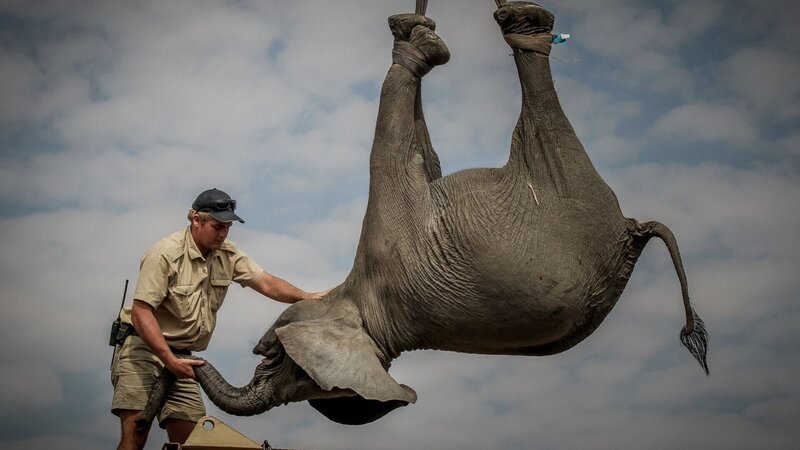 Ein narkotisierter Elefant wird in einer Aufwach-Box platziert Die Verwendung des sendungsbezogenen Materials ist nur mit dem Hinweis und Verlinkung auf RTL+ gestattet. – Bild: RTL / Annegré Bosman Ein narkotisierter Elefant wird in einer Aufwach-Box platziert Die Verwendung des sendungsbezogenen Materials ist nur mit dem Hinweis und Verlinkung auf RTL+ gestattet. – Bild: RTL / Annegré Bosman