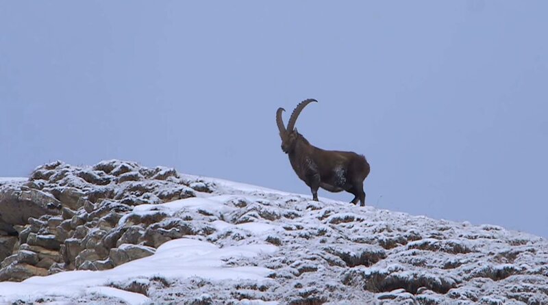 Winter in den Schweizer Alpen – Bild: Phoenix