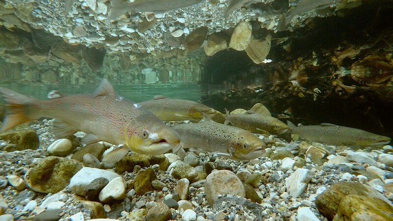 Atlantische Lachse unter Wasser – Bild: Sommerfreuden /​ RTL /​ WANDA VISION S.A, BITIS S.L., WANDA FILMS S.L.