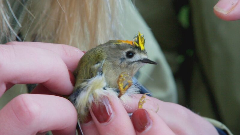 Vogelforscher untersuchen ein Wintergoldhähnchen – mit höchstens acht Gramm derkleinste Vogel Europas. – Bild: ZDF und arte