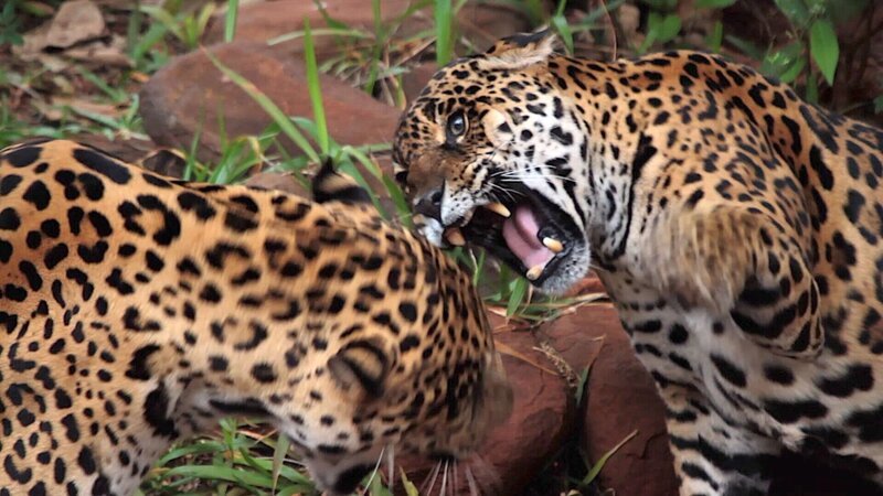 Zwei kämpfende Jaguare +++ Die Verwendung des sendungsbezogenen Materials ist nur mit dem Hinweis und Verlinkung auf RTL+ gestattet. +++ – Bild: RTL / Limonero Films Zwei kämpfende Jaguare +++ Die Verwendung des sendungsbezogenen Materials ist nur mit dem Hinweis und Verlinkung auf RTL+ gestattet. +++ – Bild: RTL / Limonero Films