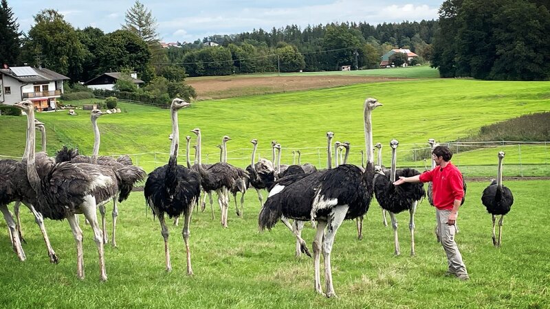 Marcus with his ostriches in the Bavarian Oberland. – Bild: Warner Bros. Discovery