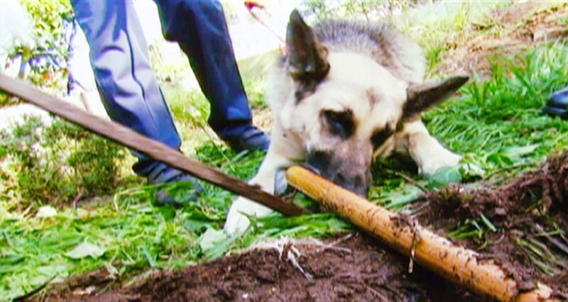 In der Nähe der Leiche findet man eine Gartenhacke. Ist es die Tatwaffe? Der Spürhund nimmt die Fährte des Täters auf. – Bild: VOX