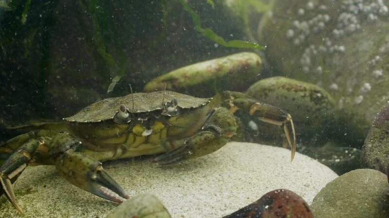 Die Scheren der Strandkrabbe sind ihre Waffen gegen Angreifer. – Bild: WDR/​Maramedia/​BBC/​CBeebies