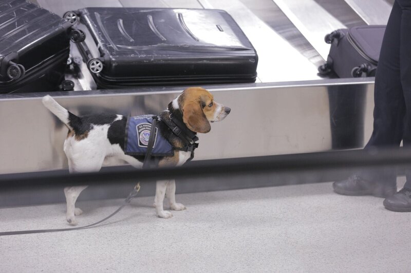 A CBP agriculture canine sniffs luggage on the baggage carousel at Miami International Airport. (National Geographic/​Lucky 8 TV) – Bild: 2020 NGC Network US, LLC Lizenzbild frei