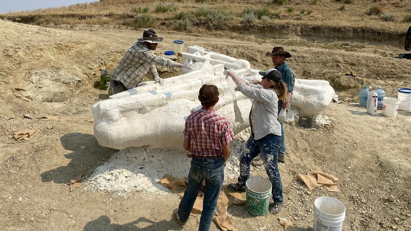CK prep team has jacketed the Triceratops skull found on Clayton’s brother’s land. – Bild: Half Yard Productions /​ Discovery Communications, LLC