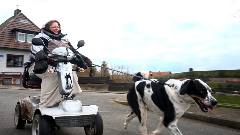 Doggen-Mix Lucky bei Familie Gutzeit – Bild: RTL