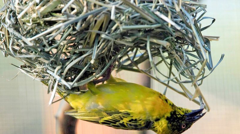 Vogelnest – Bild: phoenix/​ZDF