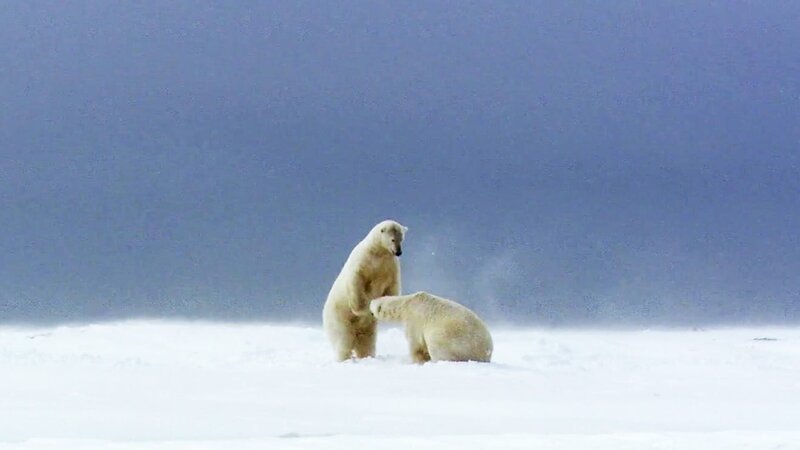 Polar bears – Bild: CuriosityStream Inc.