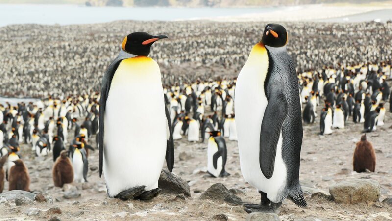 Penguins – Bild: CuriosityStream Inc.