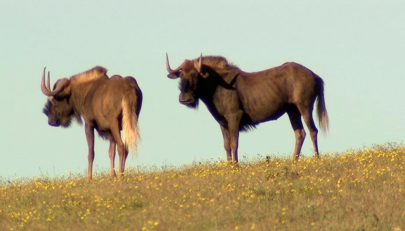 Die Gnus in Umkhondo. – Bild: NDR/​Vincent TV GmbH